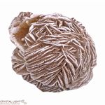 Desert Rose (Single)