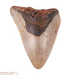 Megalodon: Megalodon Tooth
