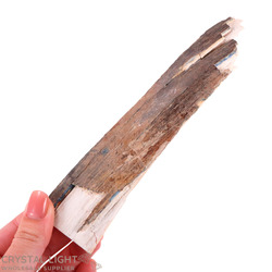 Teeth: Mammoth Tusk Specimen