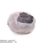 Trilobite Fossil on Matrix