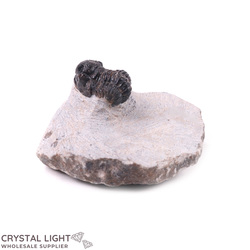 Trilobites: Trilobite Fossil on Matrix