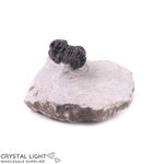 Trilobite Fossil on Matrix