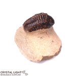 Trilobite Fossil on Matrix