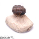Trilobite Fossil on Matrix