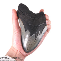 Teeth: Megalodon Tooth Large