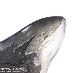 Teeth: Megalodon Tooth Large