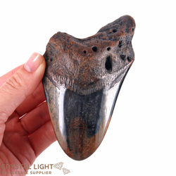 Teeth: Megalodon Tooth Large (A-Grade)