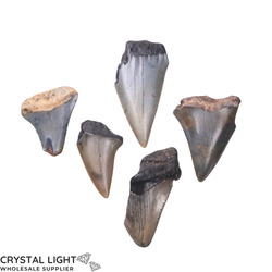 Teeth: Megalodon Tooth Lot