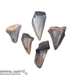 Megalodon Tooth Lot