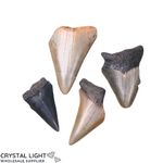 Megalodon Tooth Lot
