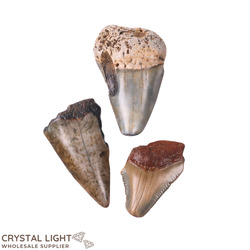Teeth: Megalodon Tooth Lot