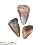 Megalodon Tooth Lot