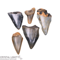 Teeth: Megalodon Tooth Lot