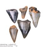 Megalodon Tooth Lot