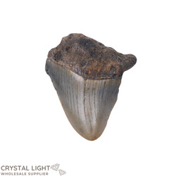 Teeth: Megalodon Tooth