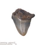 Megalodon Tooth
