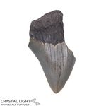 Megalodon Tooth