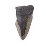 Megalodon Tooth