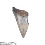 Megalodon Tooth