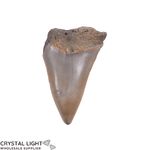 Megalodon Tooth