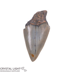 Teeth: Megalodon Tooth
