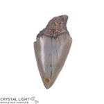 Megalodon Tooth