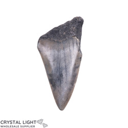 Teeth: Megalodon Tooth
