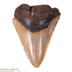 Teeth: Megalodon Tooth Large