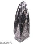 Orthoceras Tower Small