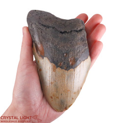 Teeth: Megalodon Tooth