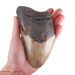 Megalodon Tooth Large