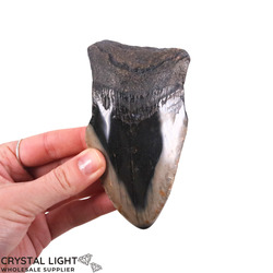 Teeth: Megalodon Tooth (A-Grade)