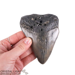 Teeth: Megalodon Tooth (A-Grade)