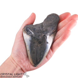 Teeth: Megalodon Tooth (A-Grade)