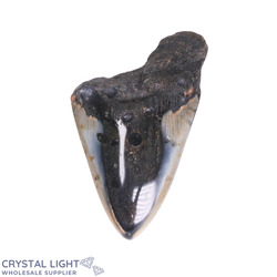 Teeth: Megalodon Tooth (A-Grade)