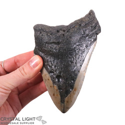 Teeth: Megalodon Tooth Large