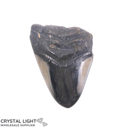 Teeth: Megalodon Tooth (A-Grade)