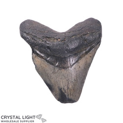 Teeth: Megalodon Tooth
