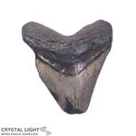 Megalodon Tooth