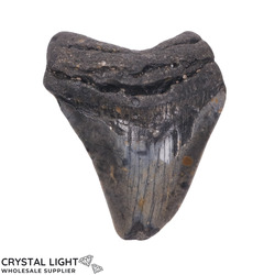 Teeth: Megalodon Tooth