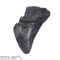 Teeth: Megalodon Tooth
