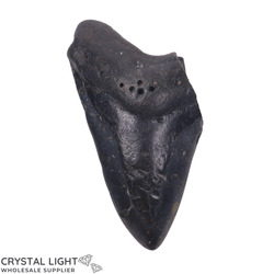 Teeth: Megalodon Tooth