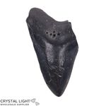 Megalodon Tooth