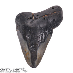 Teeth: Megalodon Tooth