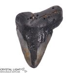 Megalodon Tooth