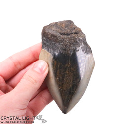 All Other Crystal Specimens: Megalodon Tooth (A-Grade)