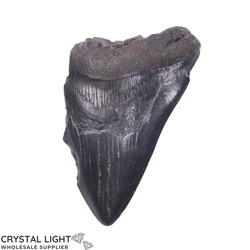 Teeth: Megalodon Tooth