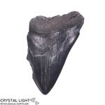 Megalodon Tooth