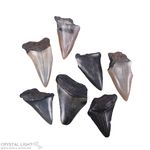 Megalodon Tooth Lot