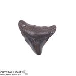 Megalodon Tooth